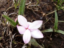 Rhodohypoxis baurii var. platypetala